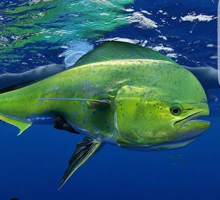 mahi mahi